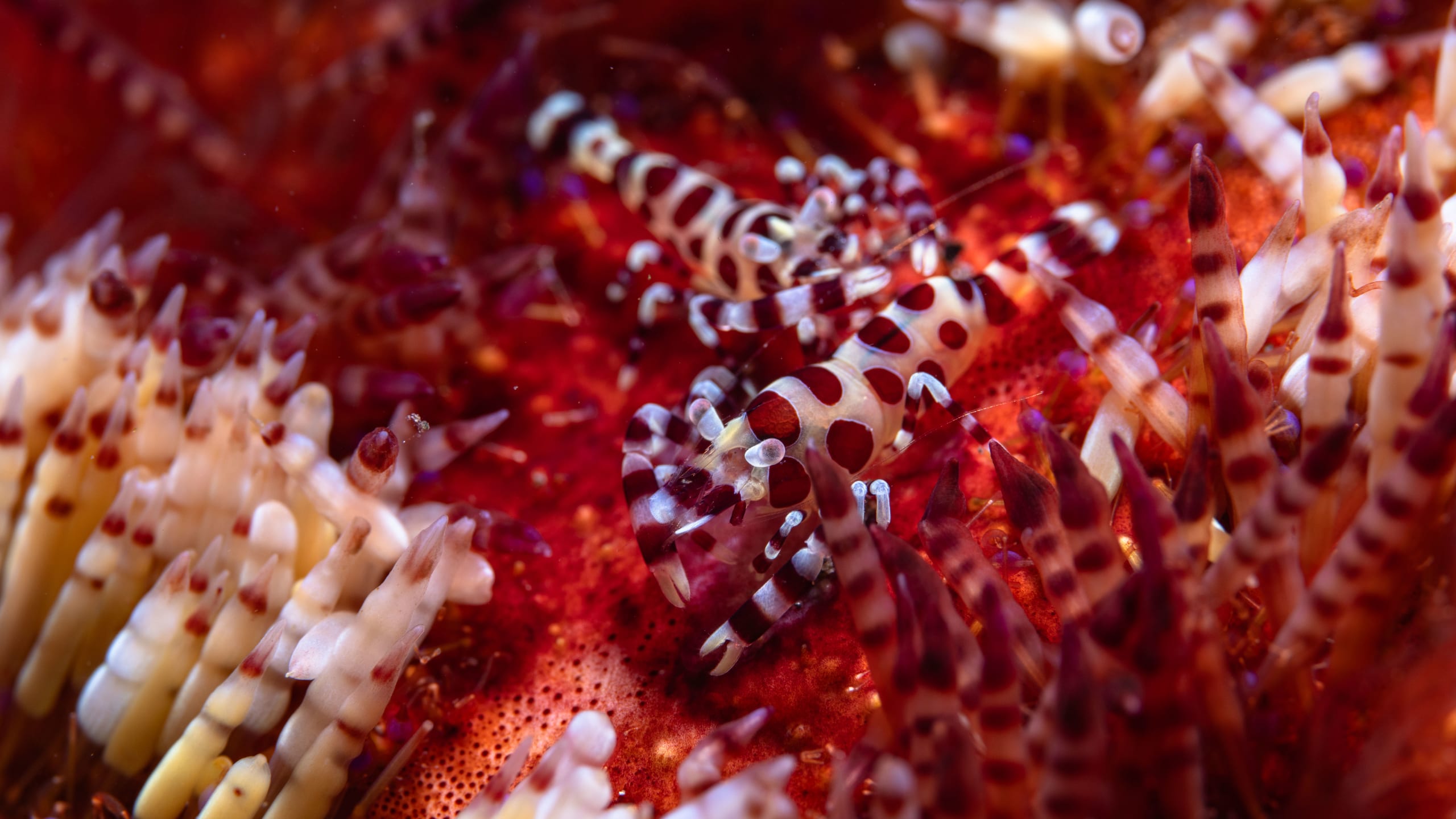 Nusa Penida Diving Package